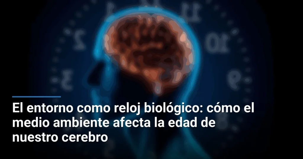 El entorno como reloj biológico: cómo el medio ambiente afecta la edad de nuestro cerebro