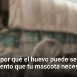 Descubre por qué el huevo puede ser el superalimento que tu mascota necesita